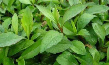 稀奇古怪的野菜之马兰头