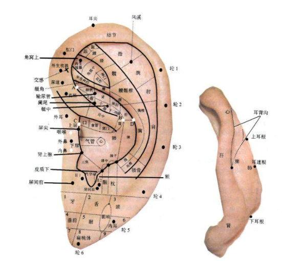 不仅仅是要学习它的操作手法;像你要掌握耳朵的结构,耳朵的穴位,耳朵