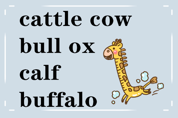 buffalo例:calf love 初恋;早恋5,calf例:an ox cart 牛车公牛(肉用或