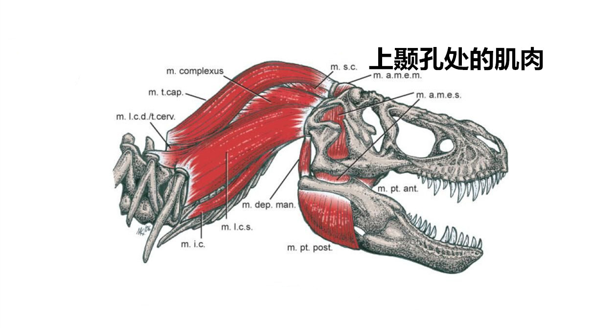 霸王龙脑袋上竟然自带“空调”_凤凰网