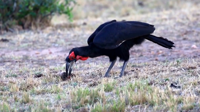 第一个孵化出来的幼鸟,将是存活下来的幼鸟,9年只养一只雏鸟