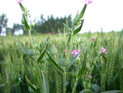 俗称"面条菜",不仅是美味野菜,更是女性朋友的福音