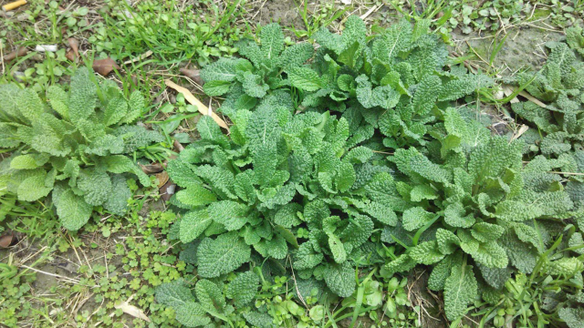 1种农村野草泡泡水,恢复胃动力,身体更健康