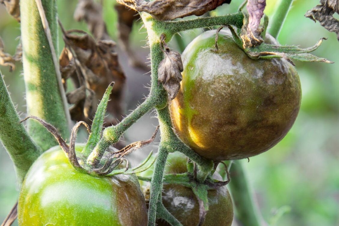 秋茬番茄最需要警惕的9种病害!