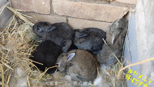 農村小超萌萌的小兔子們都開始出窩了有的眼睛都還沒睜開