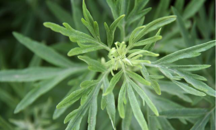 用它泡脚,舒筋活络,让寒气一扫而光!