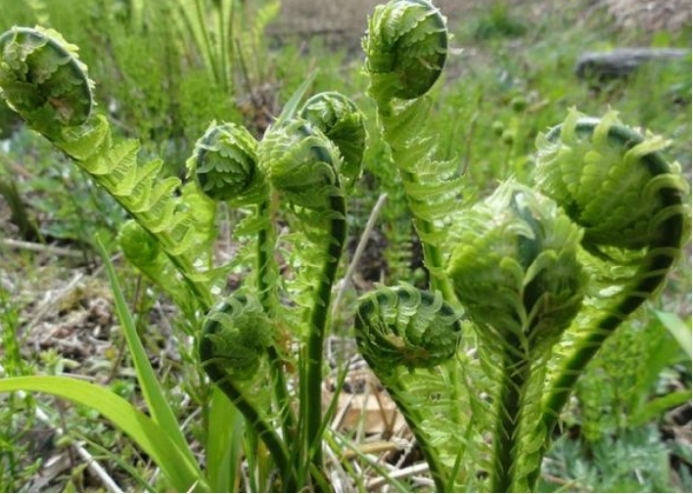 东北几种常见的山野菜,非常受欢迎,有的甚至远销国外供不应求