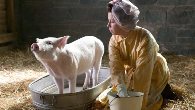 小猪害怕自己被做成熏肉努力学习技能活成主人舍不得杀的样子