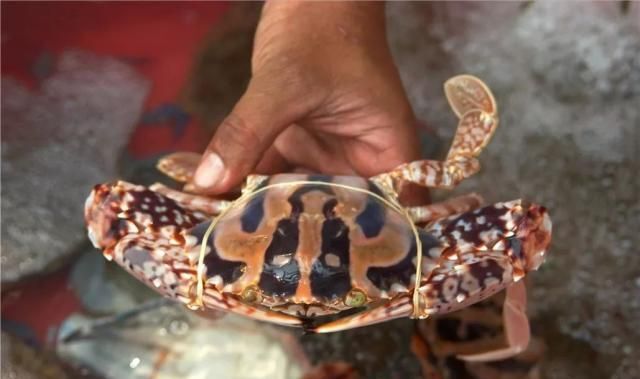 锈斑蟳(charybdis feriatus).图/全景视觉