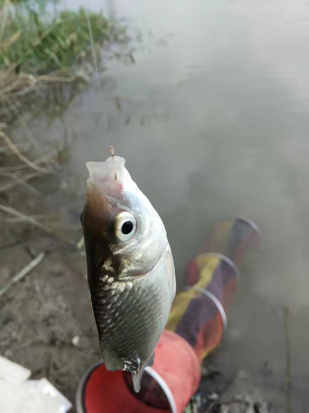 小魚亂,大魚滑,想提高中鉤率,從瞭解基礎的靈與鈍開始