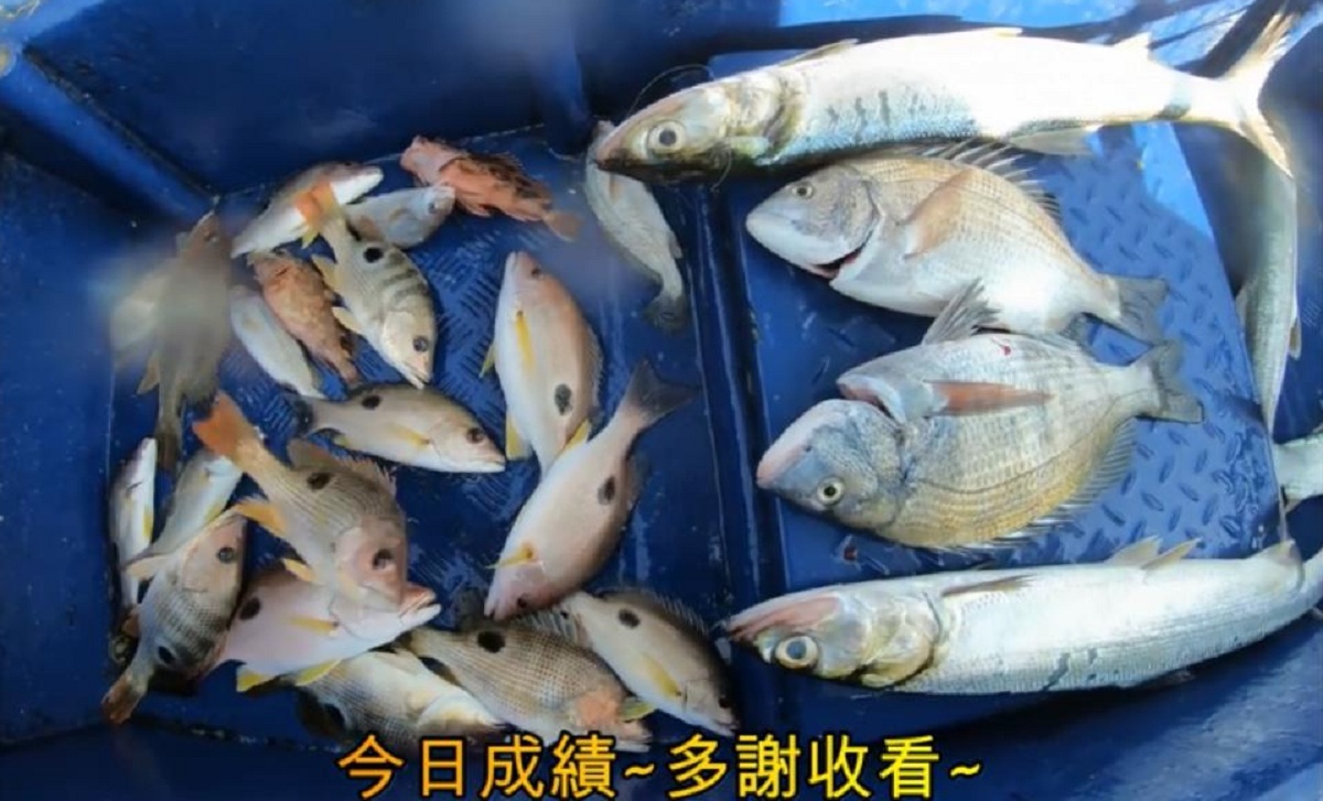 活蝦作餌釣魚黑鯛牙點火點漁獲雖然不多但也還算過癮了