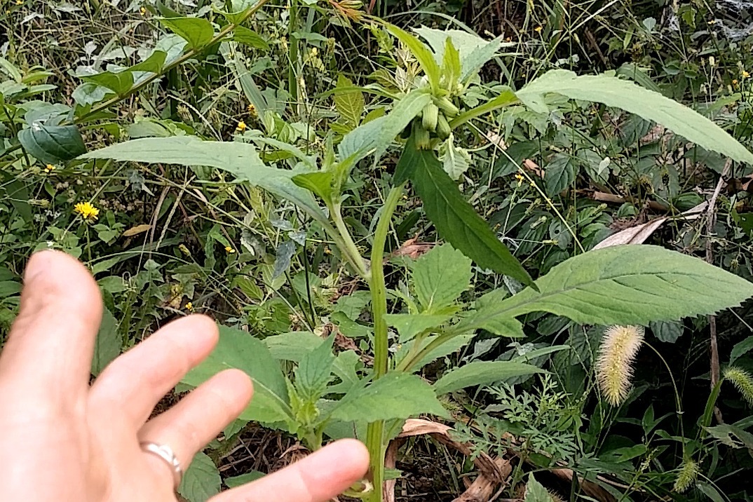 農村常見的野菜野茼蒿你都知道它有什麼食用價值嗎瞭解一下