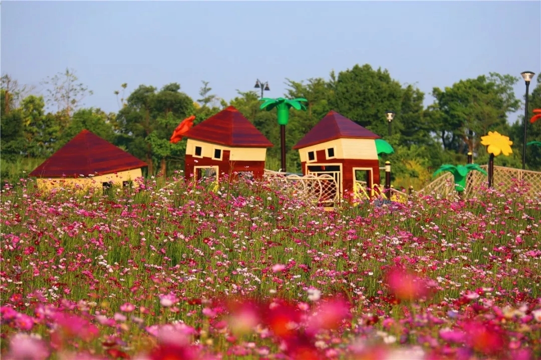 清远这些浪漫而神秘的七彩"花海",有的竟然免费赏!
