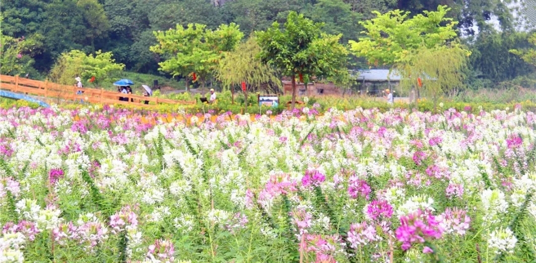清远这些浪漫而神秘的七彩"花海",有的竟然免费赏!