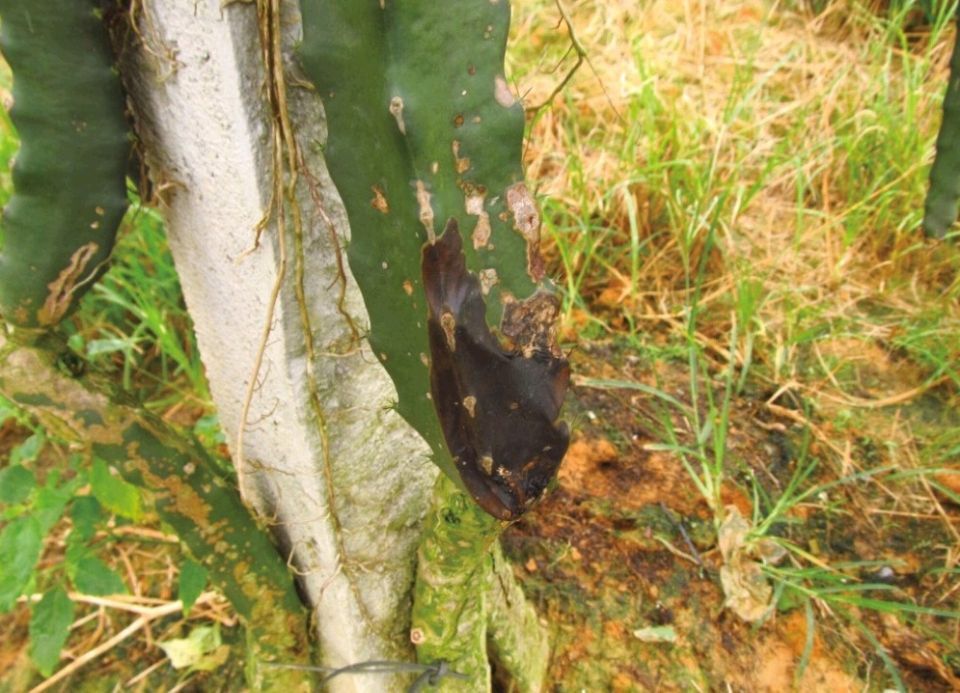 火龙果软腐病危害症状,发病规律__凤凰网