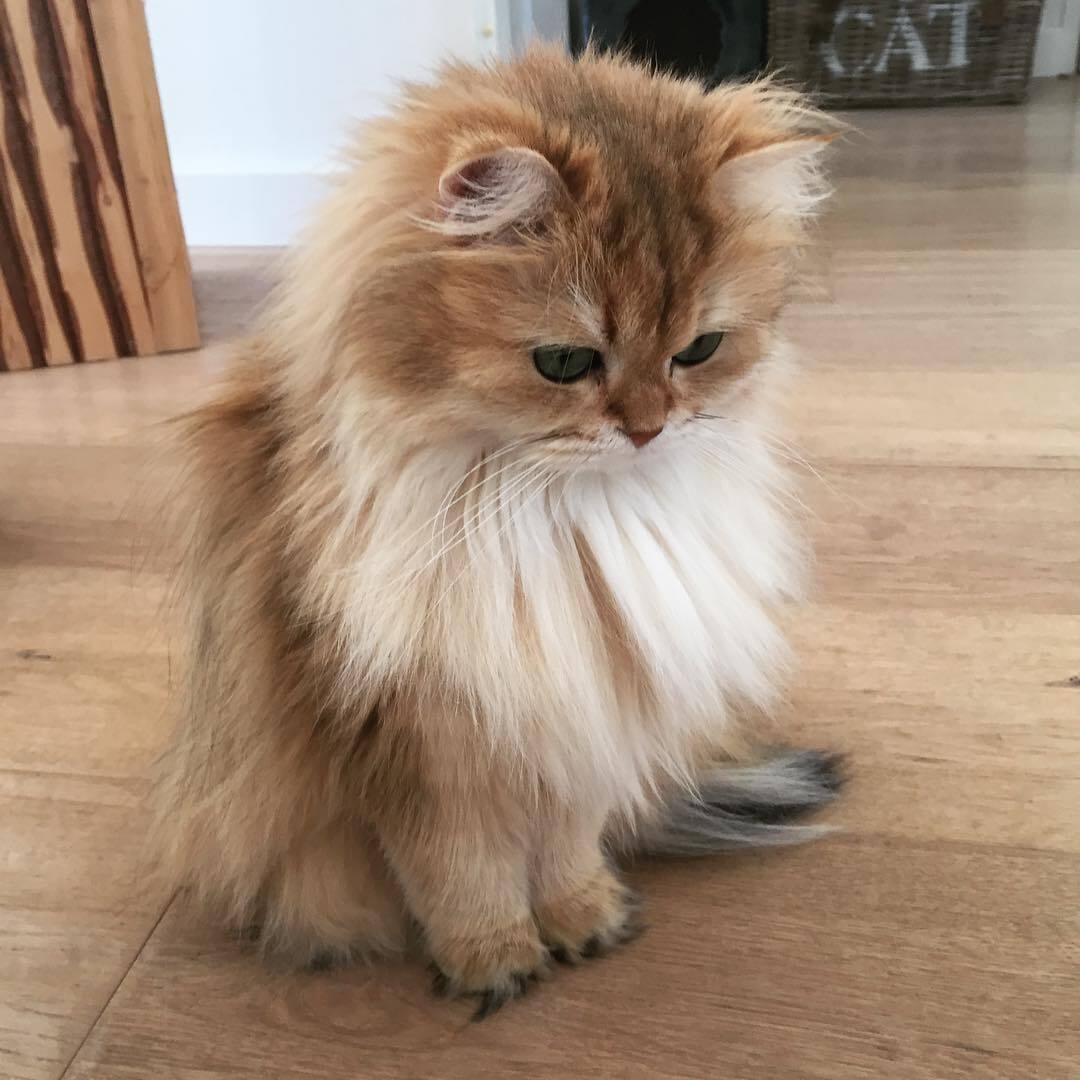 波斯猫一身蓬松的长毛真漂亮
