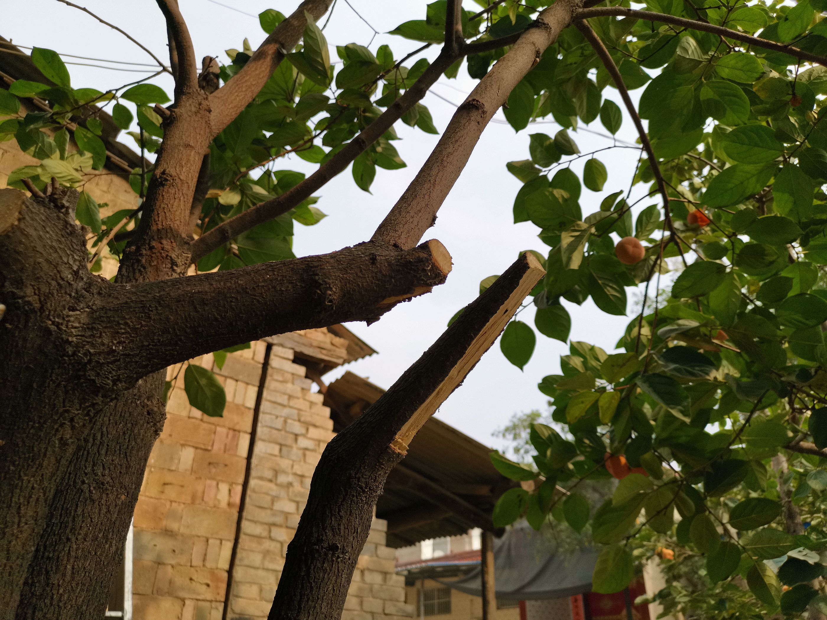 山西农村10年生的柿子树上果实累累,却被人锯断树枝,咋回事