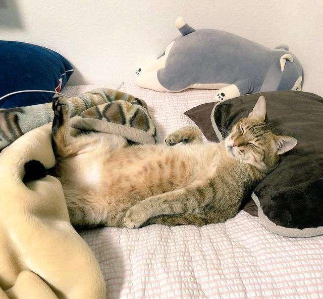 你家猫咪喜欢睡床吗?铲屎官应注意什么才能放心的和猫咪一起睡觉