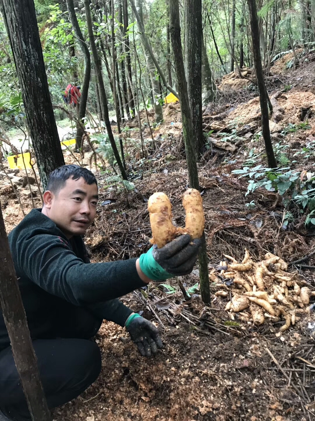 天麻种植地区图片