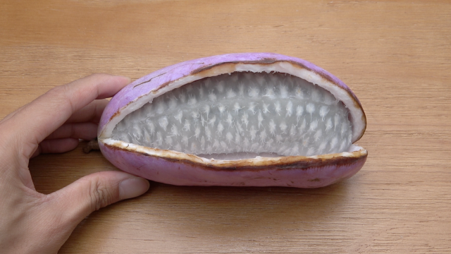 长得像香蕉的八月瓜味道非常甜糖度值可达25以上