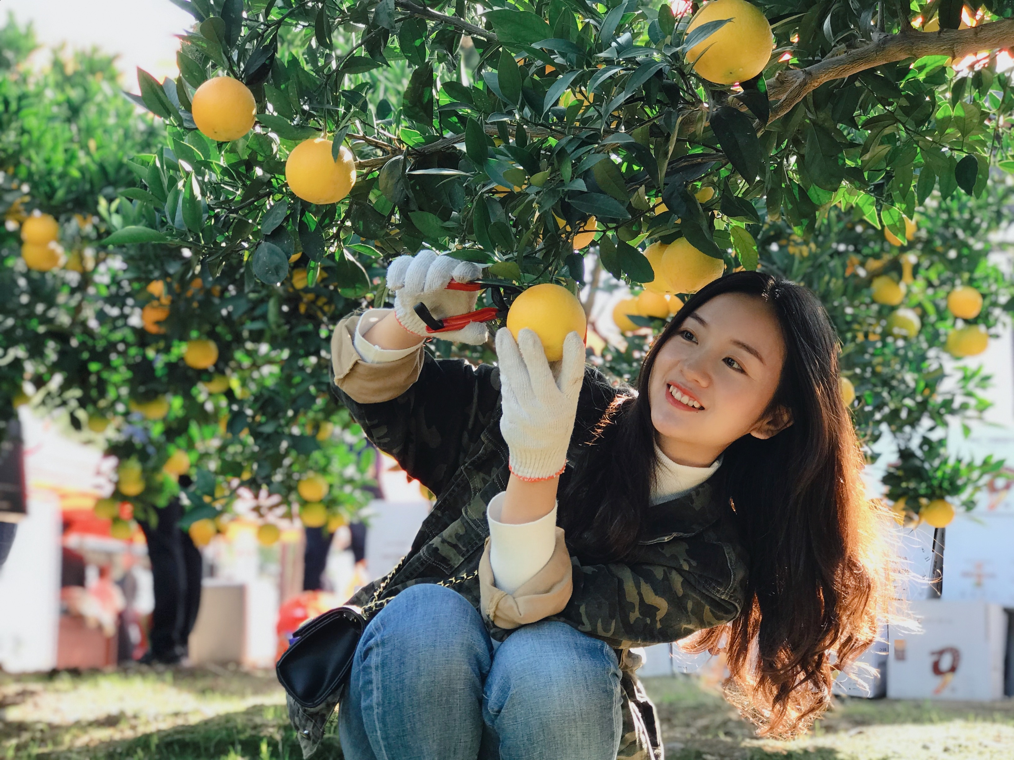 秭归九月红脐橙开园上市现场签约销售3万吨