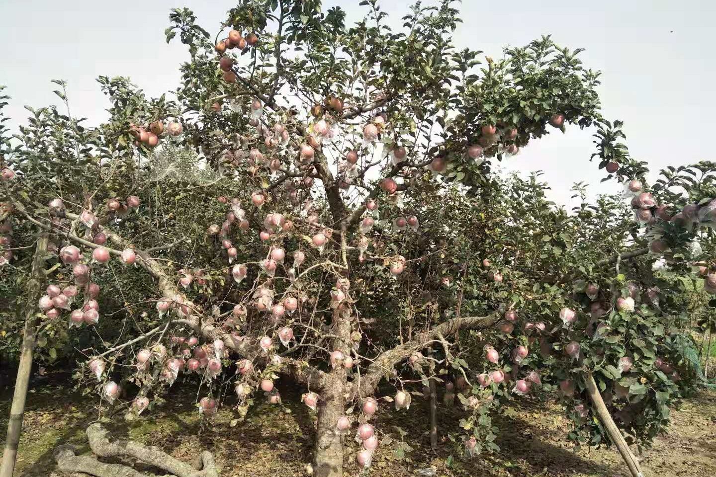 金秋十月走進大河鄉音農家果園滿樹鮮豔的蘋果紅了