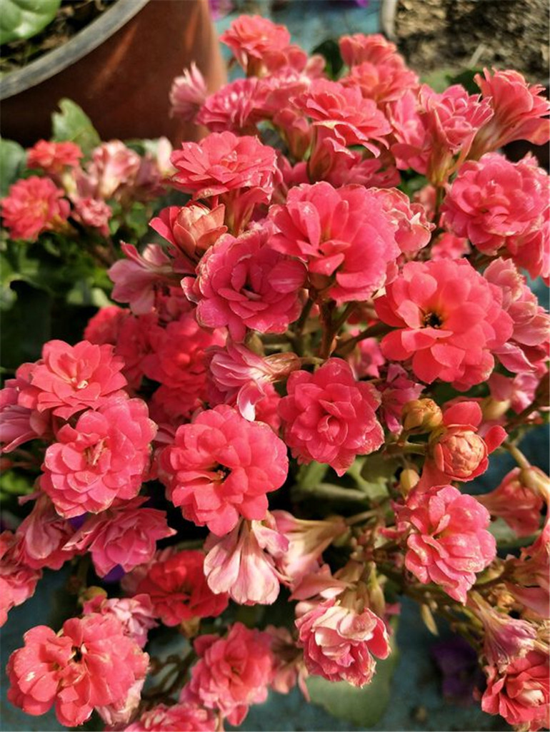 冬天养这5种花不仅耐寒还能开很多花