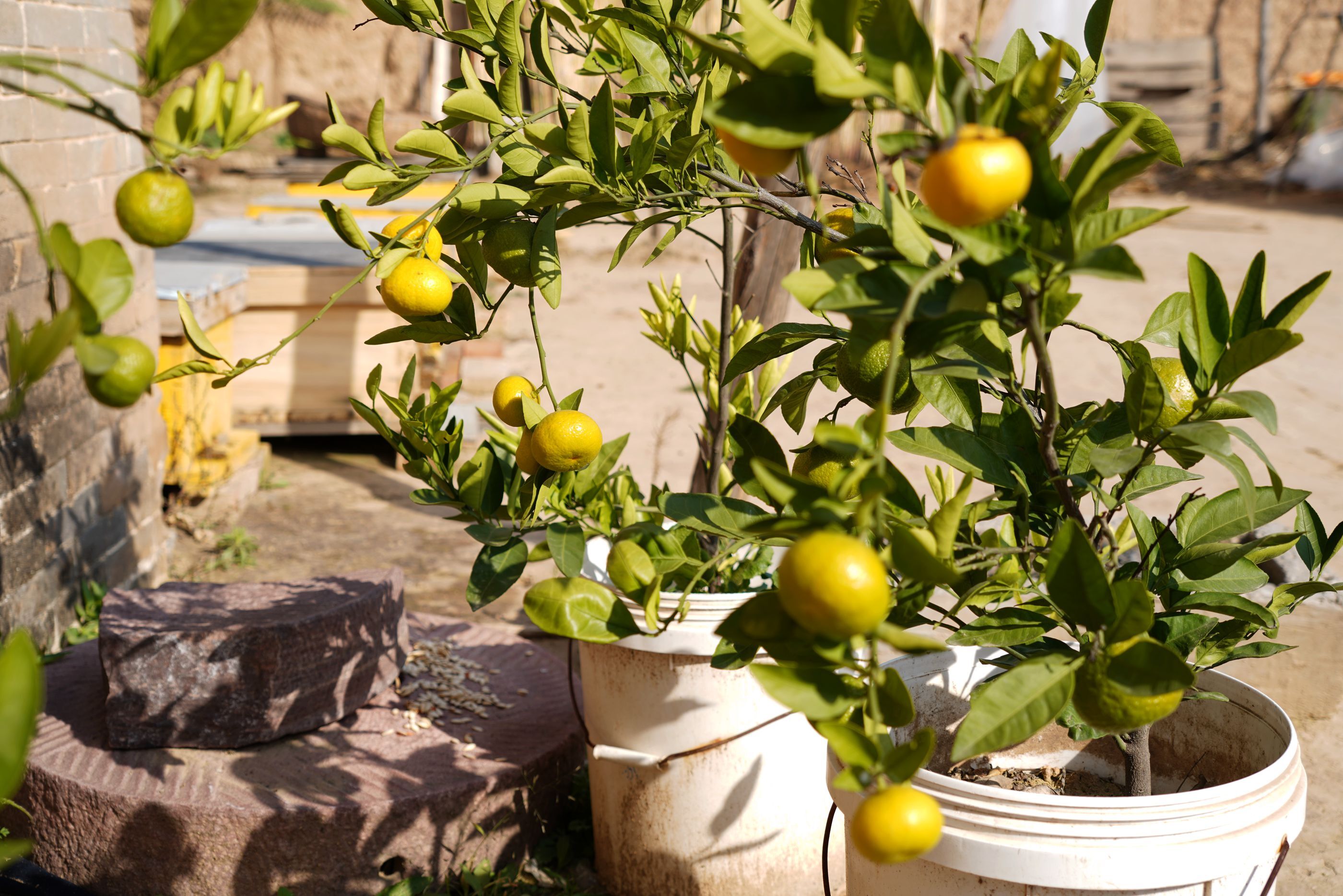 3棵橘子树,圆了山西7旬农民大叔40的梦,咋回事