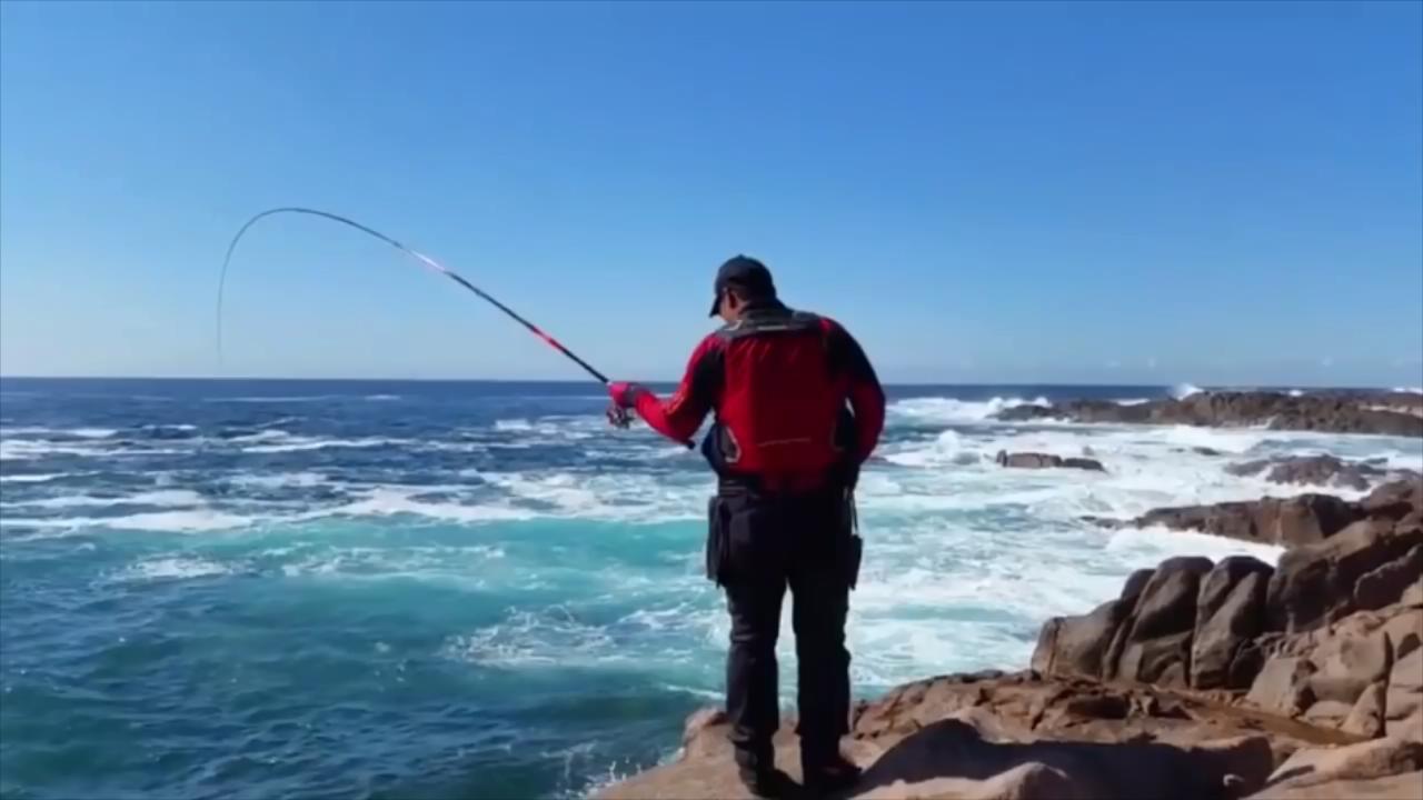 钓鱼人矶钓中鱼漂亮的大黑毛大黄脚珍贵食材到手