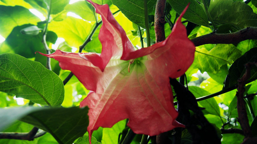 行走的风景游大理上关花看情花曼陀罗