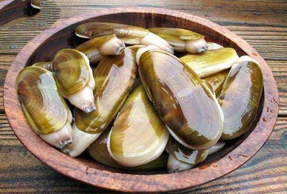 雅舍谈吃|西施舌__凤凰网