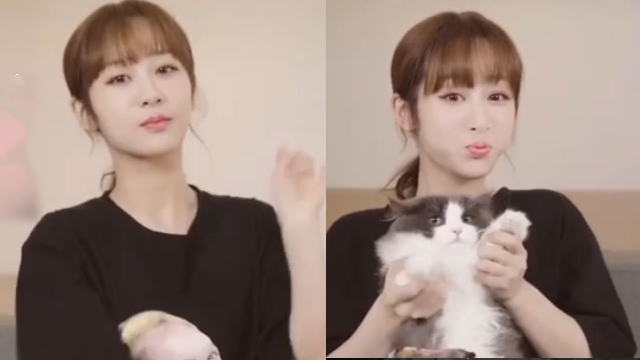 杨紫带猫跳野狼disco嘟嘴卖萌扮娇俏真的太可爱