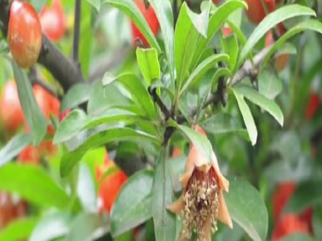 能笑出声的树__凤凰网