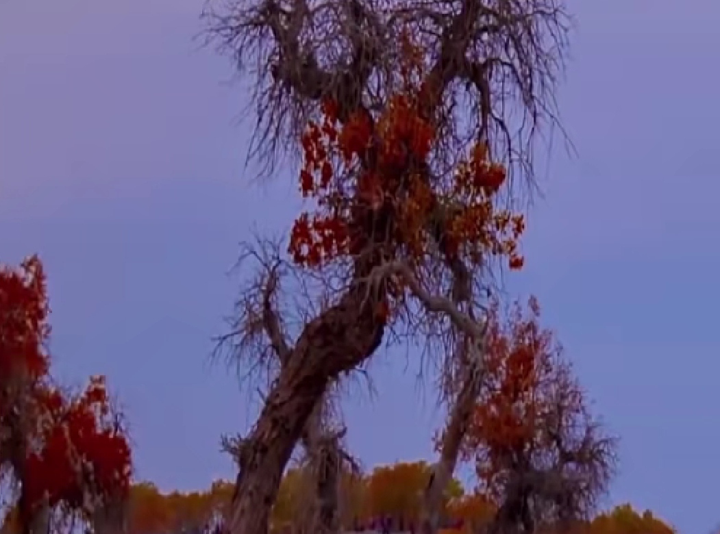 能笑出声的树__凤凰网