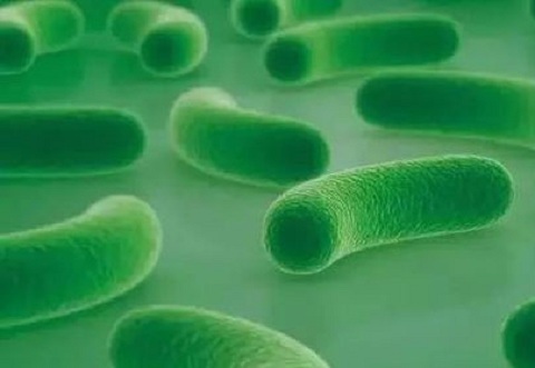 解密鼠李糖乳杆菌-益生菌中的"老大"__凤凰网