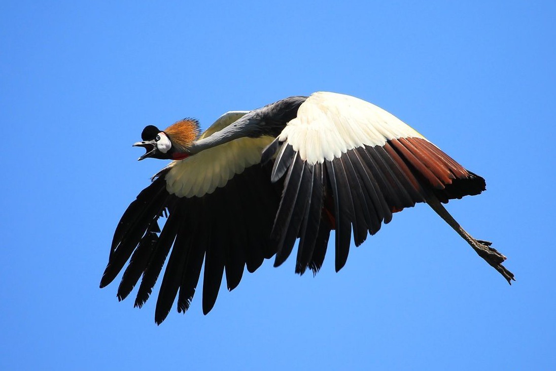 非洲三国的国鸟,一旦结为夫妻,便不再分开!