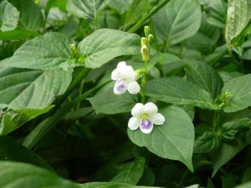 这种野草和喇叭花还有很不一样的,这种草在小编的家乡被叫做"跌打草"