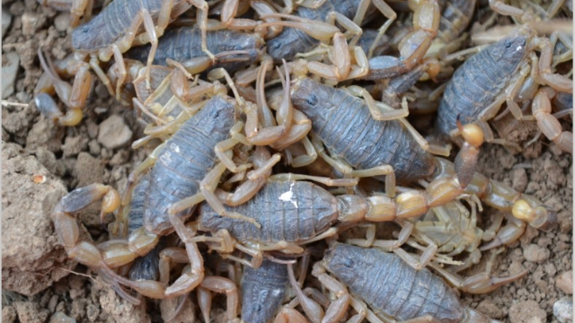 蝎子养殖池里的怎么同时养殖蟑螂