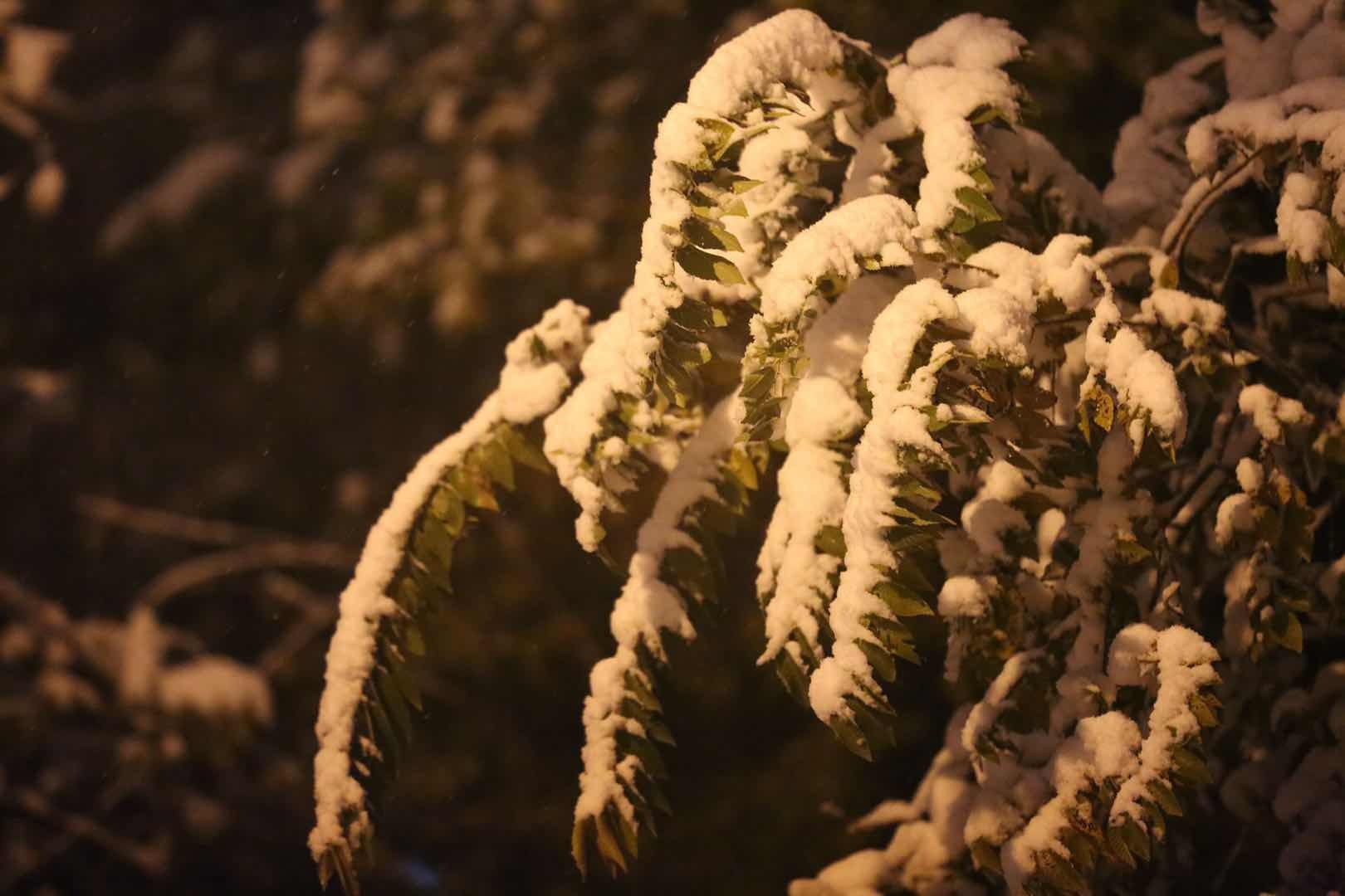 沈阳雪夜景色__凤凰网