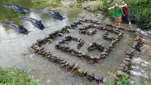 野外生存河道里用石头摆出迷魂阵这下不怕没鱼吃了