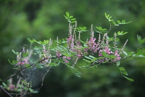 它的名字叫:马棘,是一种小灌木型野草,长的不高,一般才一米左右高度