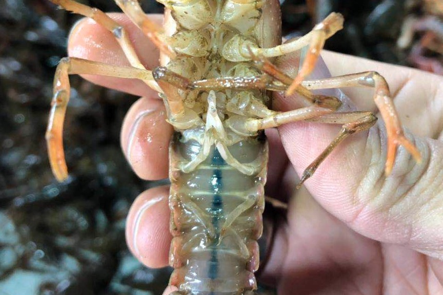 谁见过这么白的小龙虾肚子呢