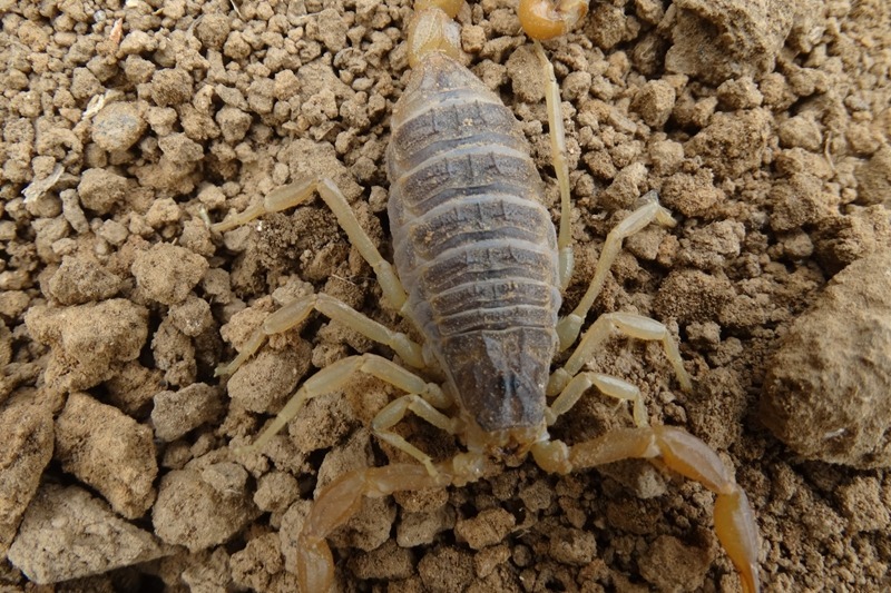 第25集蝎子养殖专家陈超峰谈养蝎子入门