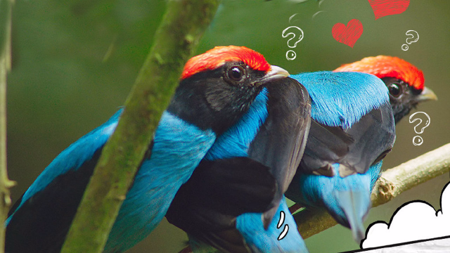 鸟界求爱联盟燕尾娇鹟花式告白这是爱的魔力转圈圈