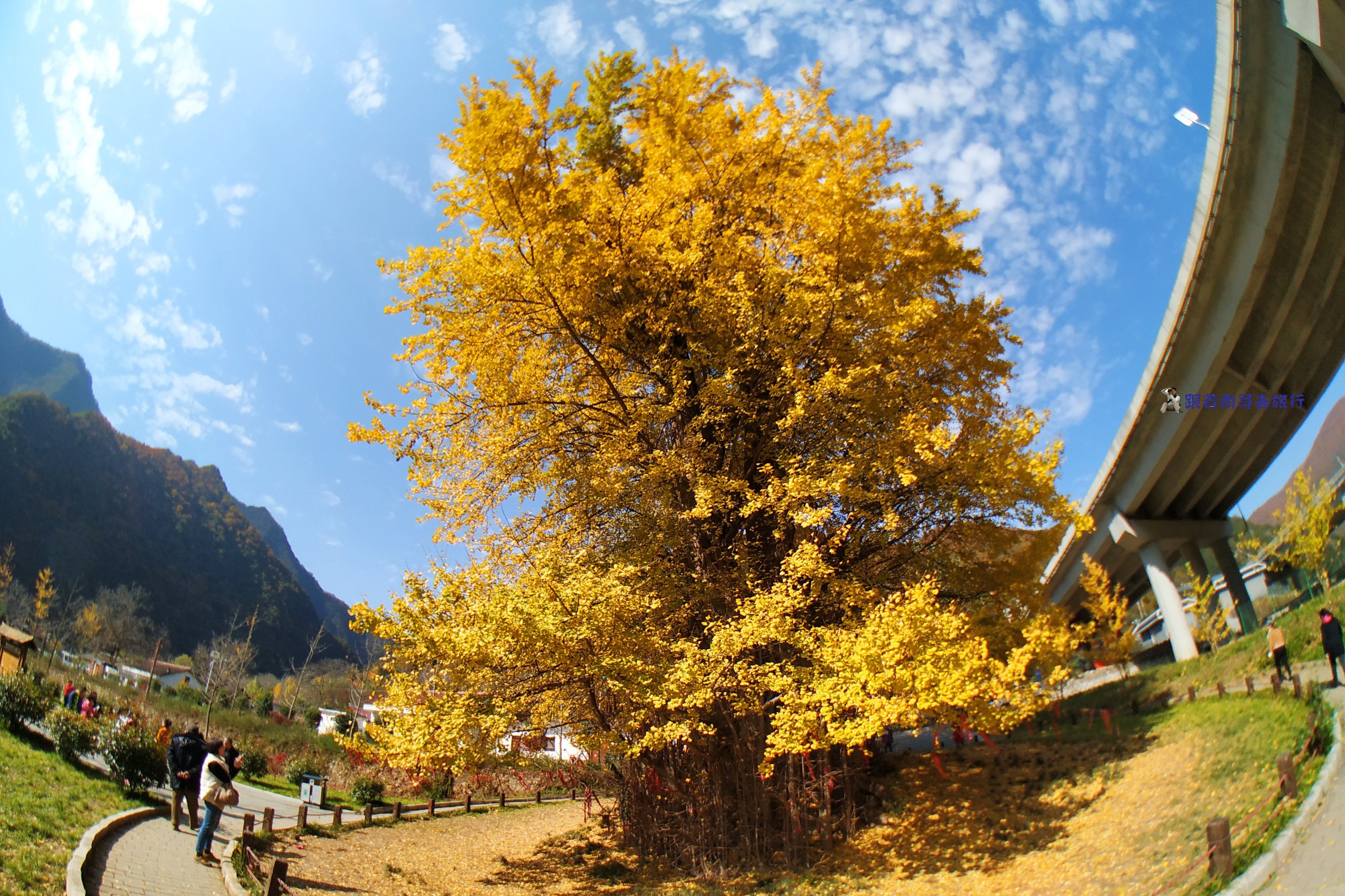 秦岭一4000年银杏,树干烧成可容纳30人大洞,当地人奉为"树神"