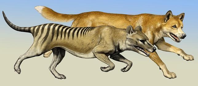 澳洲最大食肉兽却团灭于英国人枪口之下