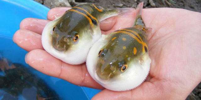 河豚的两种养殖模式