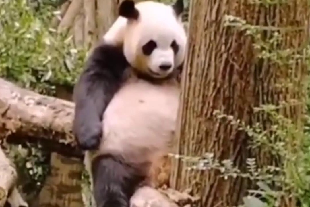 熊猫:宝宝生气了,没人哄我 这家伙是成精了吗