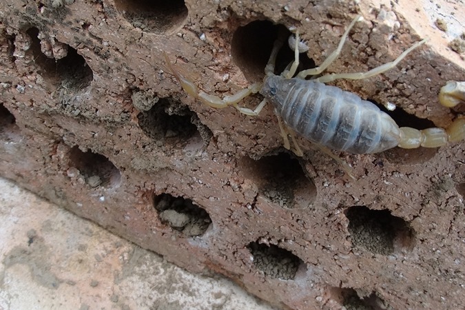 养蝎子有国家补助吗第45集蝎子养殖前景利润效益