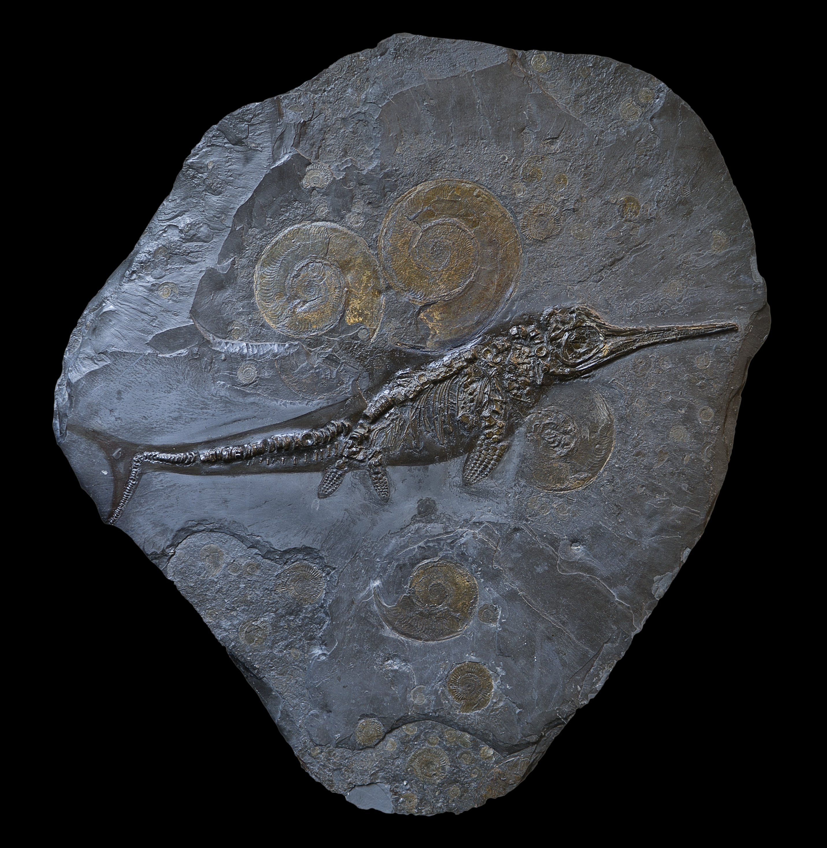 18亿年前鱼龙身上发现脂肪化石 看来味道不逊三文鱼